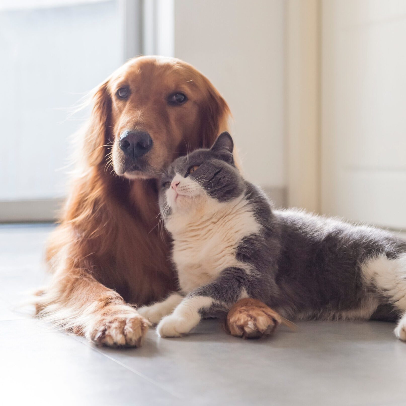 A dog and cat sitting closely together indoors.